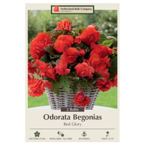 Begonia Odorata – Red Glory – 2 Bulb Pack