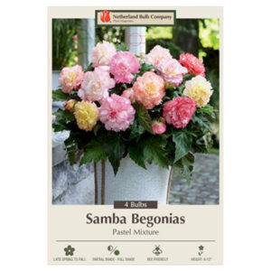 Begonia Samba – Pastel Mix – 4 Bulb Pack