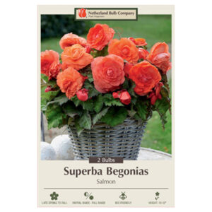 Begonia Superba – Salmon – 2 Bulb Pack