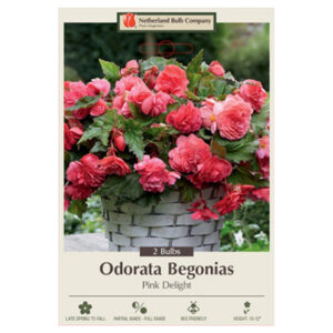 Begonia Odorata – Pink Delight – 2 Bulb Pack