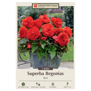 Begonia Superba – Red – 2 Bulb Pack