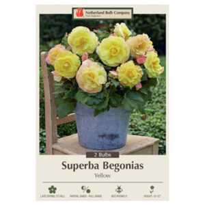 Begonia Superba – Yellow – 2 Bulb Pack