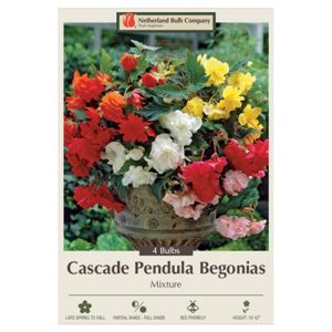 Begonia Cascade – Pendula – 4 Bulb Pack