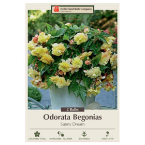 Begonia Odorata – Sunny Dream – 2 Bulb Pack