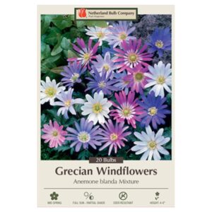 Grecian Windflowers – Anemone Blanda Mix – 20 Bulb Pack