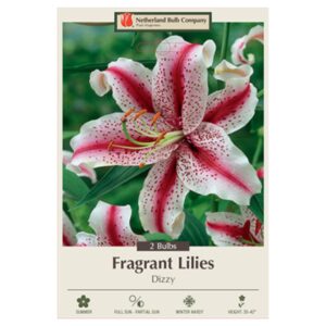 Fragrant Lily – Dizzy – 2 Bulb Pack