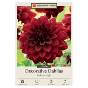 Dahlia Decorative – Arabian Night – 2 Bulb Pack