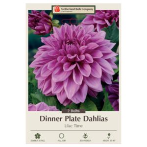 Dahlia Dinner Plate – Lilac Time – 2 Bulb Pack