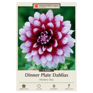 Dahlia Dinner Plate – Mystery Day – 2 Bulb Pack