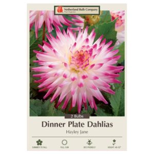 Dahlia Cactus – Hayley Jane – 2 Bulb Pack