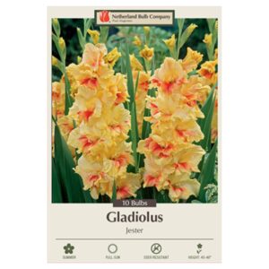 Gladiolus Large Flowering – Jester – 10 Bulb Pack