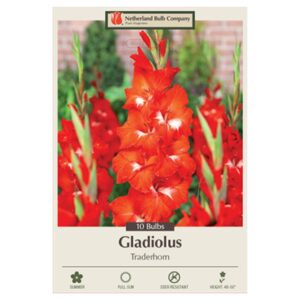 Gladiolus Large Flowering – Traderhorn – 10 Bulb Pack