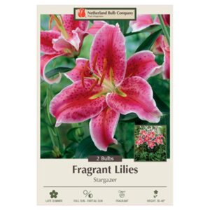 Fragrant Lily – Stargazer – 2 Bulb Pack