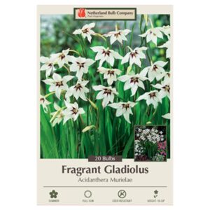 Fragrant Gladiolus – Acidanthera Murielae – 20 Bulb Pack