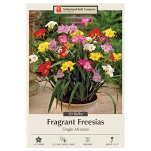 Fragrant Freesia – Freesia Single Flowering Mix – 15 Bulb Pack