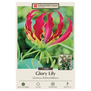 Glory Lily – Gloriosa – Rothschildiana – 1 Bulb Pack