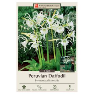 Peruvian Daffodil – Hymenocallis Festalis – 1 Bulb Pack