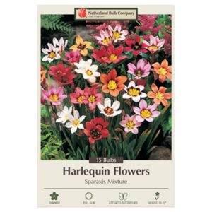 Harlequin Flower – Sparaxis Tricolor Mix – 15 Bulb Pack