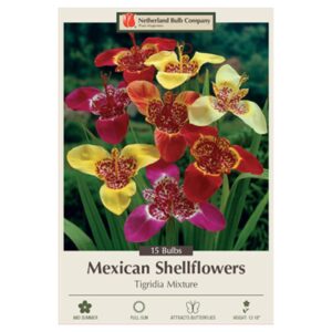 Mexican Shellflower – Tigridia Pavonia Mix – 15 Bulb Pack