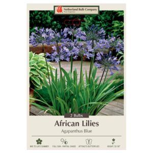 African Lily – Agapanthus – Blue – 2 Bulb Pack