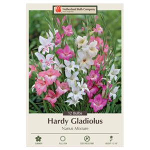 Gladiolus Nanus Mix – 12 Bulb Pack