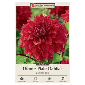 Dahlia Dinner Plate – Babylon Red – 2 Bulb Pack