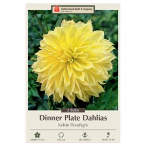 Dahlia Dinner Plate – Kelvin Floodlight – 2 Bulb Pack