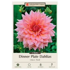 Dahlia Dinner Plate – Otto’s Thrill – 2 Bulb Pack