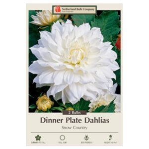 Dahlia Dinner Plate – Snow Country – 2 Bulb Park