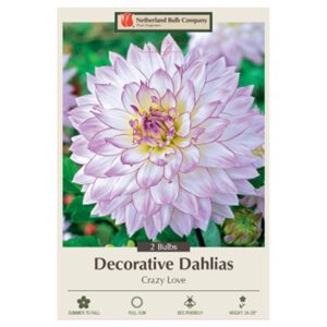 Dahlia Decorative – Crazy Love – 2 Bulb Pack