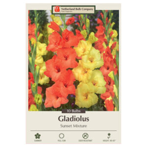 Gladiolus Large Flowering – Sunset Mix – 10 Bulb Pack