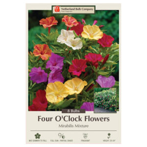 Four O’Clock Flowers – Mirabilis Jalapa Mix – 8 Bulb Pack