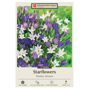 Starflowers – Triteleia Mix – 15 Bulb Pack