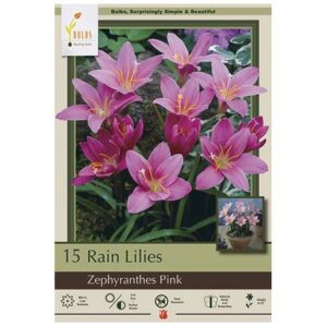 Rain Lily – Pink – 15 Bulb Pack