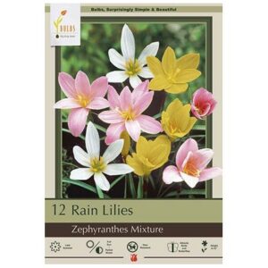 Rain Lily – Zephyranthes Mix – 12 Bulb Pack