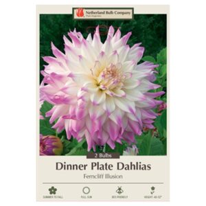 Dahlia Dinner Plate – Ferncliff Illusion – 2 Bulb Pack