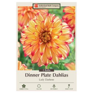 Dahlia Dinner Plate – Lady Darlene – 2 Bulb Pack