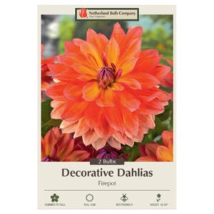 Dahlia Decorative – Firepot – 2 Bulb Pack