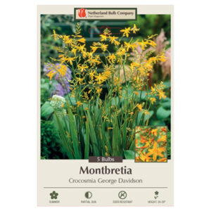 Montbretia – Crocosmia Crocosmiiflora – George Davidson – 5 Bulb Pack