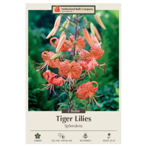 Tiger Lily – Splendens – 2 Bulb Pack