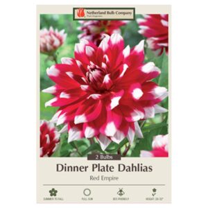 Dahlia Dinner Plate – Red Empire – 2 Bulb Pack