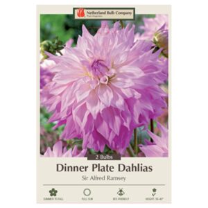 Dahlia Dinner Plate – Sir Alfred Ramsey – 2 Bulb Pack