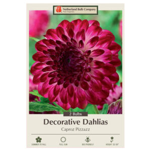 Dahlia Decorative – Caproz Pizzazz – 2 Bulb Pack