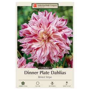 Dahlia Dinner Plate – Bristol Stripe – 2 Bulb Pack