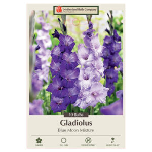 Gladiolus Large Flowering – Blue Moon Mix – 10 Bulb Pack