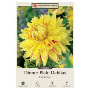 Dahlia Dinner Plate – Cambridge – 2 Bulb Pack