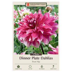 Dahlia Dinner Plate – Frost Nip – 2 Bulb Pack