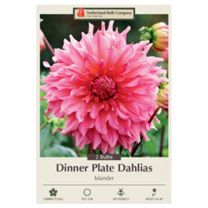 Dahlia Dinner Plate – Islander – 2 Bulb Pack