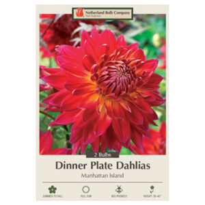 Dahlia Dinner Plate – Manhattan Island – 2 Bulb Pack