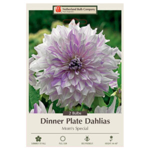 Dahlia Dinner Plate – Mom’s Special – 2 Bulb Pack